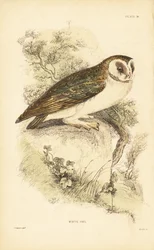 Coruja branca ou coruja de celeiro, Tyto alba, empoleirada em uma rocha. 1889 (gravura)