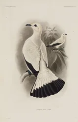 Pombo branco