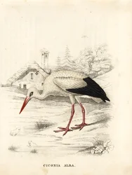 Cegonha branca, Ciconia ciconia (Ciconia alba). Gravura em metal aço colorida à mão da Galeria de História Natural de Georg Friedrich Treitschke, Naturhistorischer Bildersaal des Thierreiches, Liepzig
