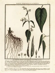 Andorinha-branca, Vincetoxicum hirundinaria.