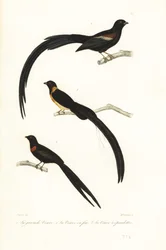 Whydah birds e widowbird.