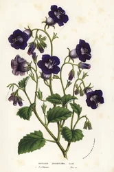 Campainhas de Canterbury selvagens, Phacelia minor (Whitlavia grandiflora). Litografia colorida à mão da obra Flowers of the Gardens and Hothouses of Europe, de Louis van Houtte e Charles Lemaire, Flore des Serres et des Jardins de l