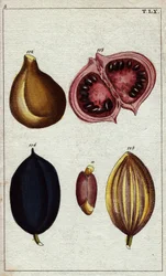 Amêndoa selvagem, calaba e noz. Amêndoas silvestres, calaba, kamani, nozes ben