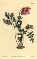 Coração selvagem a sangrar, Dicentra formosa