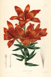Lírio selvagem - Lírio da Sibéria, Lilium pensylvanicum (Lírio da Sibéria vistoso, Lilium spectabile). Gravura em chapa de cobre colorida à mão por A. Bailey após Edwin Dalton Smith, de John Lindley and Robert Sweet