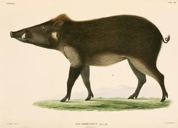 Porco selvagem, Indonésia