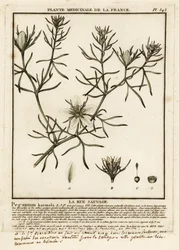 Arruda-brava, Peganum harmala.