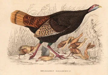 Peru selvagem, Meleagris gallopavo, galinha com crias. Litografia colorida à mão da Galeria de História Natural de Georg Friedrich Treitschke, Naturhistorischer Bildersaal des Thierreiches, Liepzig
