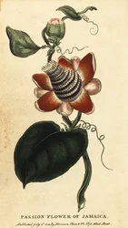 Flor de maracujá de caule alado, Passiflora elata.,1800 (gravura)