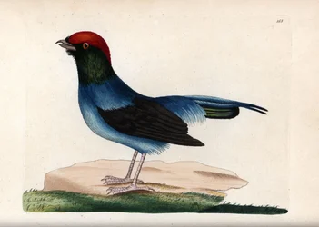 Manakin maravilhoso (Chiroxiphia linearis). Ilustração não assinada (George Shaw e Frederick nodder). Litografia em The Naturalist
