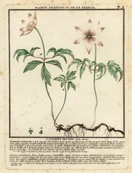 Anémona de madeira, nemorosa de anémona.