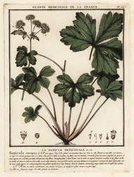 Sanicula de madeira, Sanicula europaea.