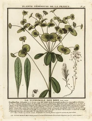 Espécie de madeira, Euphorbia amygdaloides.