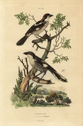Woodchat shrike, Lanius senator, e Southern grey shrike, Lanius meridionalis