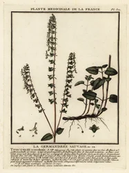 Germe de floresta, Teucrium scorodonia.
