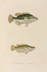 Bodiões, mar Negro