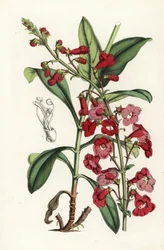 Língua-de-barba de Wright, Penstemon wrightii (Pentstemon wrightii). Litografia colorida à mão da obra de Louis van Houtte e Charles Lemaire, Flowers of the Gardens and Hothouses of Europe, Flore des Serres et des Jardins de l