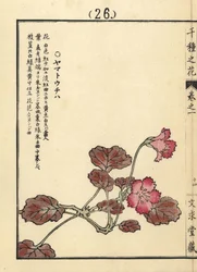 Yamato uchiwa ou iwakagami, Schizocodon soldanelloides, planta alpina japonesa. Gravura em xilogravura colorida à mão por Kono Bairei de Senshu no Hana (Mil Variedades de Flores), Bunkyudo, Quioto