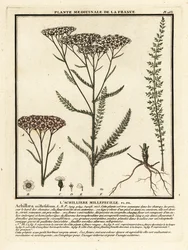Yarrow, Achillea millefolium.