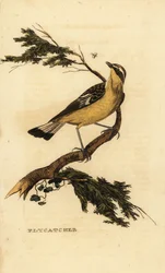 Apanhador de moscas de salto amarelo, Ficedula zanthopygia. 1815 (gravura)