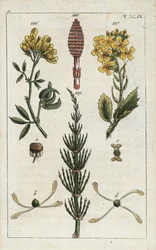 Alfafa amarela (alfafa), Medicago falcata 136, rabanete selvagem (ravenelle), Raphanus raphnistrum 137, e cavalinha dos campos (prele des champs), Equisetum arvense 138/139. Gravura em chapa de cobre colorida à mão de uma ilustração botânica da obra de G. 