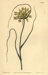 Alho amarelo, Allium flavum