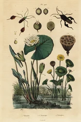 Lótus amarelo, Nelumbo lutea 1, insectos com pés de folha, Anisoscelis foliaceus 2 e Anoplocnemis curvipes 3, e lírio branco de água, Nymphaea alba 4