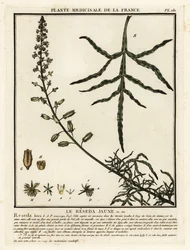 Mignonette amarelo, Reseda lutea.