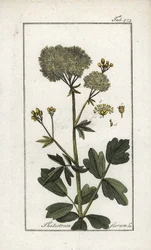 Pigamomo amarelo (Thalictrum flavum). Litografia de "Afbeelding der Artseny-Gewassen" de Johannes Zorn (1739-1799), Países Baixos