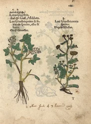 Espécie de trevo doce amarelo, Melilotus officinalis. Gravura em xilogravura colorida à mão de uma ilustração botânica do Krauterbuch, ou Herbal, de Adam Lonicer, Frankfurt
