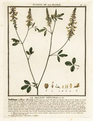 Trevo doce amarelo, melilot amarelo, melilot com nervuras, Melilotus m