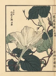 Yuugao, hyoutan, cabaça, ou flor de cabaça de garrafa, Lagenaria siceraria. Gravura em xilogravura colorida à mão por Kono Bairei de Kusa Bana Hyakushu (Cem Variedades de Flores), Tóquio, Yamada