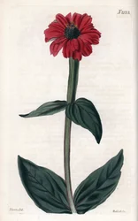 A Zinnia tem uma flor vermelha. Gravura em cobre, protagonizada por John Curtis e gravada por Weddell, publicada na "Curtis Botanical Magazine"