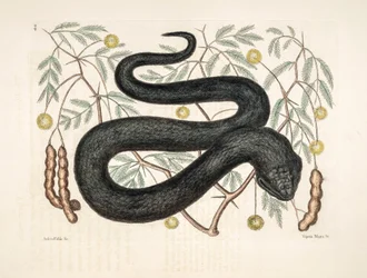 Ilustração Zoo/Vipera nigra/Black Viper