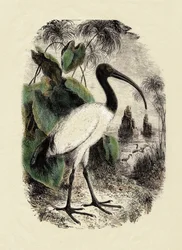 Zoologia: Íbis-sacra (Threskiornis aethiopicus), gravura do século XIX