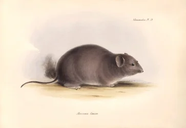 Zoologia: O "Arocoma Cuvieri" ou Abocoma de Cuvier descrito por Charles Darwin durante a sua viagem de exploração a bordo do Beagle. Placa de "The Zoology of the voyage of H.M.S. Beagle under the command of Captain Fitzroy during the years 1832 to 1836 edi