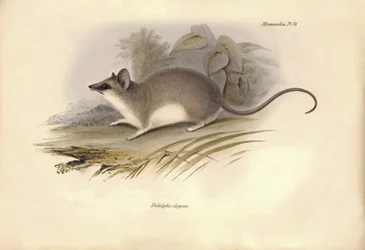 Zoologia: O "Didelphis elegans", da família dos gambás, descrito por Charles Darwin durante a sua viagem de exploração a bordo do Beagle. Placa de "A Zoologia da viagem do H.M.S. Beagle sob o comando do Capitão Fitzroy durante os anos de 1832 a 1836
