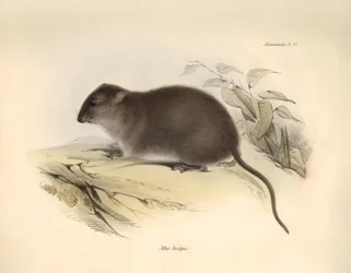 Zoologia: O "Mus fuscipes" ou roedor da costa australiana descrito por Charles Darwin durante a sua viagem de exploração a bordo do Beagle. Placa de "The Zoology of the voyage of H.M.S. Beagle under the command of Captain Fitzroy during the years 1832 to