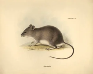 Zoologia: O "Mus tumidus" ou rato do pântano descrito por Charles Darwin durante a sua viagem de exploração a bordo do Beagle. Placa de "The Zoology of the voyage of H.M.S. Beagle under the command of Captain Fitzroy during the years 1832 to 1836 edited an