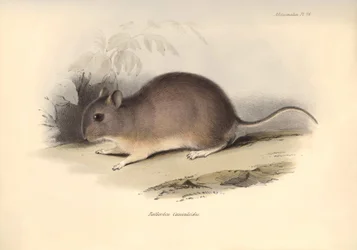 Zoologia: O "Reithrodon Cuniculoides" ou roedor descrito por Charles Darwin durante a sua viagem de exploração a bordo do Beagle. Placa de "The Zoology of the voyage of H.M.S. Beagle under the command of Captain Fitzroy during the years 1832 to 1836 edited