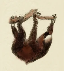Zoologia: preguiçoso (Bradypus tridactylus)