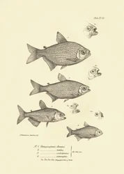 Zoologia: representação do peixe "Tetragonopterus Abramis, rutilus, scabripinnis, interruptus" descrito por Charles Darwin durante a sua viagem a bordo do Beagle. Placa de "The zoology of the voyage of H.M.S. Beagle under the command of Captaain Fitzroy du