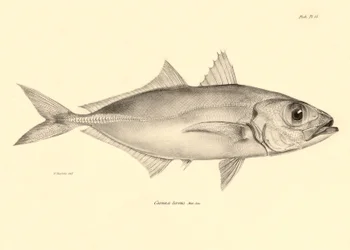 Zoologia: representação do peixe "Caranx torvus" descrito por Charles Darwin durante a sua viagem a bordo do Beagle. Prato de "The zoology of the voyage of H.M.S. Beagle under the command of Captaain Fitzroy during the years 1832-1836" (A zoologia da viage