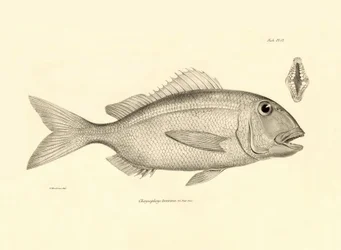 Zoologia: representação do peixe "Chrysophrys taurina" descrito por Charles Darwin na sua viagem a bordo do Beagle. Placa de "The zoology of the voyage of H.M.S. Beagle under the command of Captaain Fitzroy during the years 1832-1836" (A zoologia da viagem