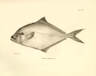 Zoologia: representação do peixe "Paropsis signata" descrito por Charles Darwin durante a sua viagem a bordo do Beagle. Prato de "The zoology of the voyage of H.M.S. Beagle under the command of Captaain Fitzroy during the years 1832-1836" (A zoologia da vi