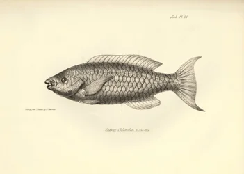 Zoologia: representação do peixe "Scarus Chlorodon" descrito por Charles Darwin durante a sua viagem a bordo do Beagle. Prato de "The zoology of the voyage of H.M.S. Beagle under the command of Captaain Fitzroy during the years 1832-1836" (A zoologia da vi