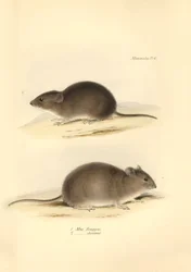 Zoologia: o "Mus Renggeri" e o "Mus obscurus" (ratos) descritos por Charles Darwin durante a sua viagem de exploração a bordo do Beagle. Placa da "Zoologia da viagem do H.M.S. Beagle sob o comando do Capitão Fitzroy durante os anos de 1832 a 183