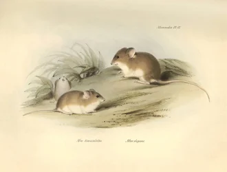 Zoologia: o "Mus albimaculatus" e o "Mus elegans" (rato) descritos por Charles Darwin durante a sua viagem de exploração a bordo do Beagle. Placa de "The Zoology of the voyage of H.M.S. Beagle under the command of Captain Fitzroy during the years 1832 to 1