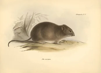 Zoologia: o "Mus micropus" ou rato orelhudo descrito por Charles Darwin durante a sua viagem de exploração a bordo do Beagle. Placa de "The Zoology of the voyage of H.M.S. Beagle under the command of Captain Fitzroy during the years 1832 to 1836 edited