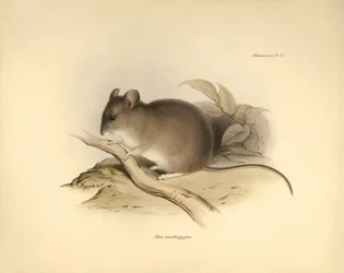 Zoologia: o "Mus xanthopygus" ou rato xanthopygus descrito por Charles Darwin durante a sua viagem de exploração a bordo do Beagle. Placa de "The Zoology of the voyage of H.M.S. Beagle under the command of Captain Fitzroy during the years 1832 to 1836 e